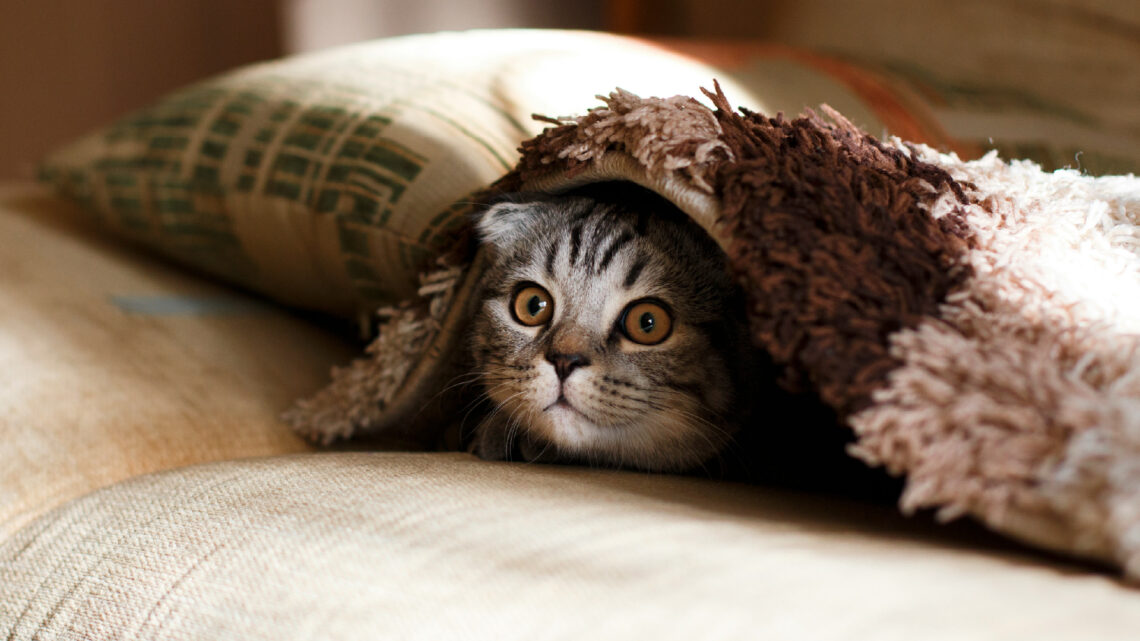 Who will take care of your pet, when you’re not there?